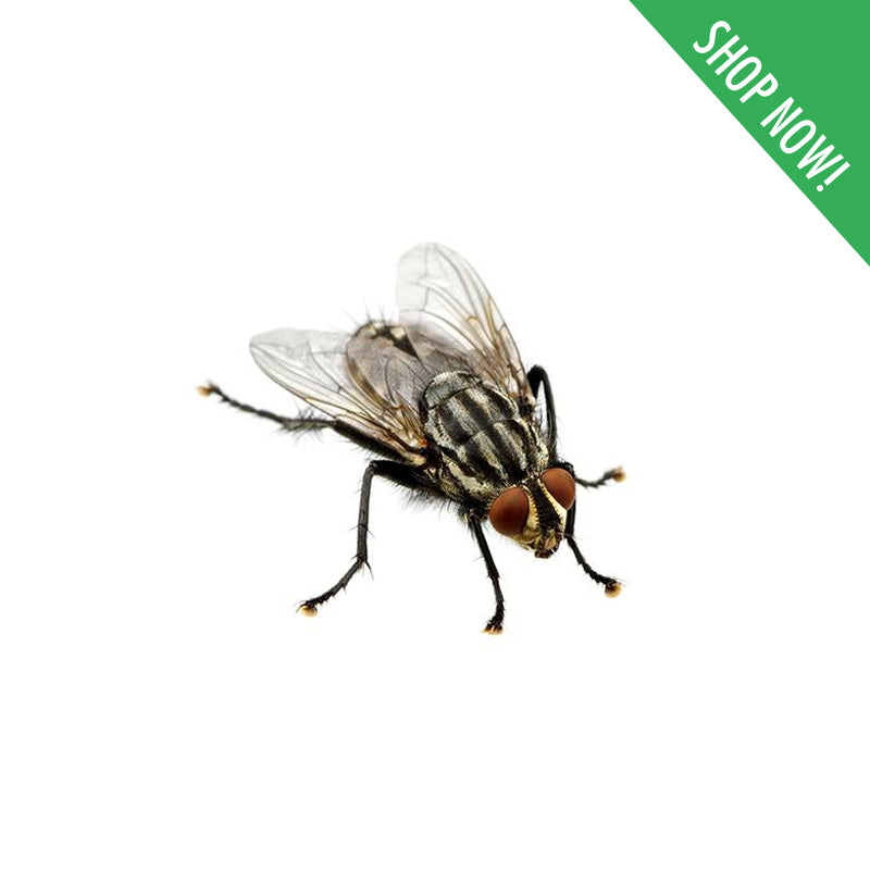 Fly Control – Pest Control Philippines