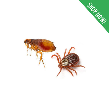 Ticks / Fleas Control