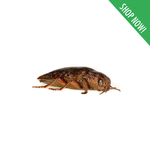 Woodborers / Wood Protectant