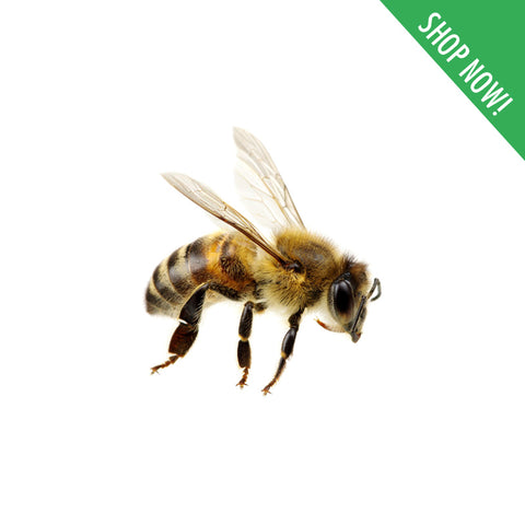 Bees Control