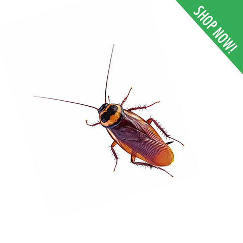 Cockroach Control