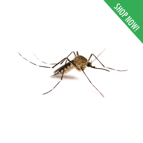 Mosquito Control