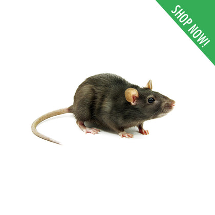 Rat Control