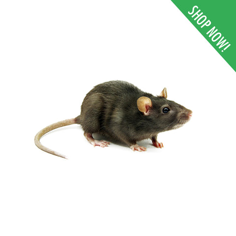 Rat Control