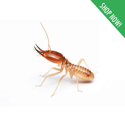 Termite Control