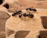 Optigard Ant Gel Bait Thiamethoxam - Ant Control