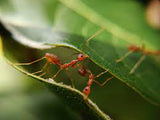 Optigard Ant Gel Bait Thiamethoxam - Ant Control