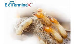 Exterminex Termite Bait - Chlorfluazuron